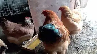 Кури брама помаранчева