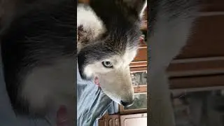 каждое утро будит меня #husky #хаски