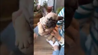 Французский бульдог