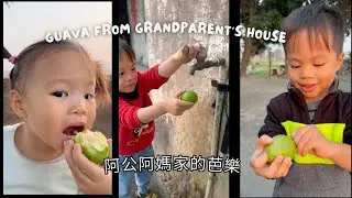 Yummy! Guava from Grandparent's House| 外公外婆家的超好吃土芭樂
