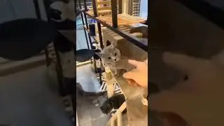 kucing paduan suara lucu || funny cat #shorts