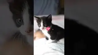 Cat baby saved by man 🥰