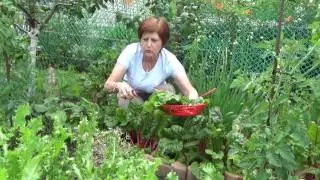 Мангольд и шпинат -  от посева до пирогов.  Часть 1.