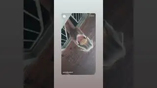 BIG HORSE LIP CLAPPING 