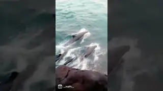 дельфины море моряки 2022