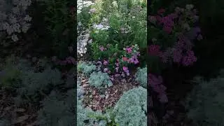 Цветов осенних красота.