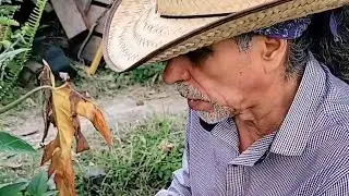 EL RAYO