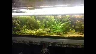 AKWARIUM WIELORASOWE
