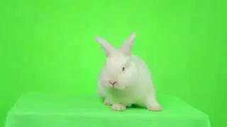 RABBIT GREEN SCREEN / BUNNY