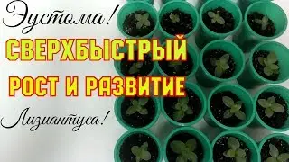 ЭУСТОМА! СВЕРХБЫСТРЫЙ РОСТ И РАЗВИТИЕ ЛИЗИАНТУСА. Этап 5