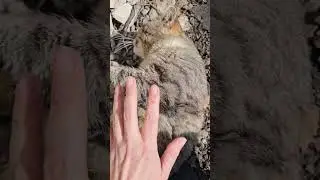 В мире животных 🙂