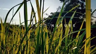 Cinematic Nature | Cinematic Alam | Cinematic Senja