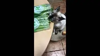 Китя любит зелень, 2 часть!