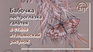 Butterfly variegated galatea in the style of Italian drawing