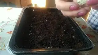 Сею 10 сортов крупноплодной земляники 🍓🍓🍓 ❣️ ЛЕРИН САД 👩‍🌾