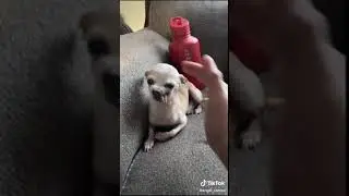 Funny Dog 34 #shorts