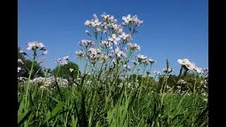 Wiesen-Schaumkraut
