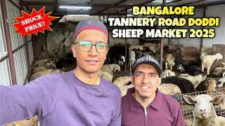 Bangalore Tannery Road Doddi Sheep Market 2025 | Tannery Road Bakra Mandi | Sheep Market 2025
