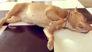 レッド