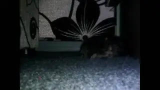 Как спят маленькие котята.