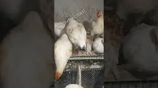 Кто-то чистит перья! 