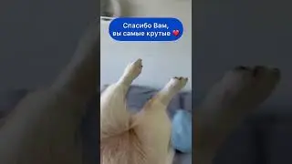 КОРГИ ЛУНА - САМАЯ ИЗВЕСТНАЯ И ЗНАМЕНИТАЯ КОРГИ НА ЮТУБЕ | 3 000 000 ДРУЗЕЙ