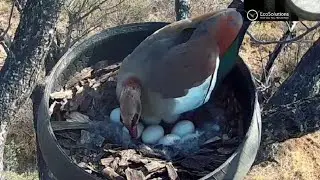 Seven eggs in the nest, Congrats Egyptian Goose Mom | Verreaux’s Eagle Owl | Sept 9, 2022