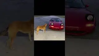 Cooper playing with the ￼Miata’s pop up headlights #miata #mazda #dog #dogs