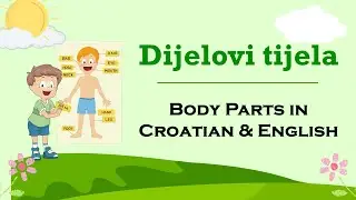 Dijelovi tijela - Body Parts in Croatian & English