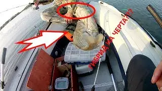 День Рыбака/Ловля Гибрида на Черта/ Хорошая компания