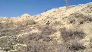 Beagle de muestra