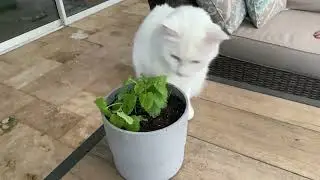 More Lola with fresh catnip