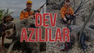 Yozgat Domuz avı (Wild Boar hunting in Yozgat) 3 Tane DeV AZILI