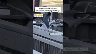 Arkadaşlarını İtip Gülen Martılar😳😂