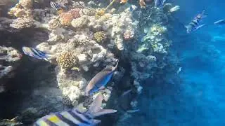 красное море.2. 5 июля 2023 г.