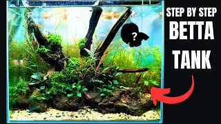 I GOT A NEW *RARE* BETTA! Full Step By Step Aquascape Tutorial