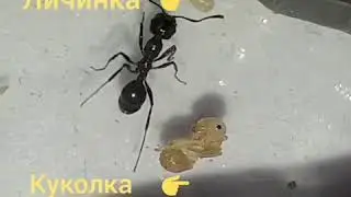 Познавательное видео от подписчика в инстаграм @blackantworld