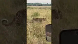 shuja #wildlife #kruger #elephant #hyena #animals #leopard #lion #bear #wolf #cheetah #rhino
