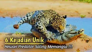6 Kejadian Unik Ketika Hewan Predator Memangsa Satu Sama Lain