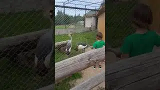 Зоопарк