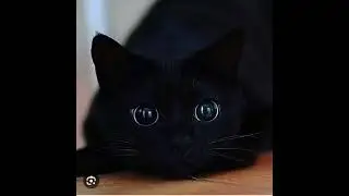 Чёрная  машина (Speed up)