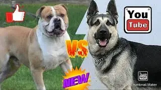 Американский бульдог против Восточноевропейской овчарки. Animals Battle.