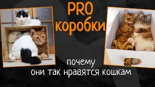 PRO коробки.Почему они так нравятся кошкам.