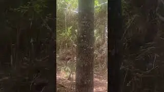 Jaw-Dropping Moment: Majestic White-tailed Buck in Kingwood, Texas