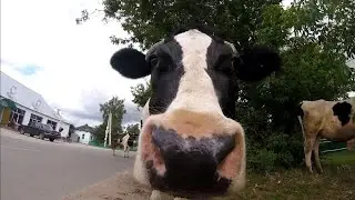 Мои приключения