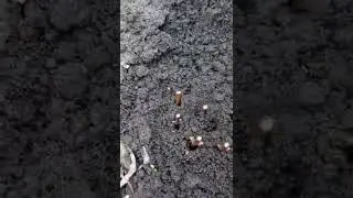 Черенкуем гортензию  осенью   