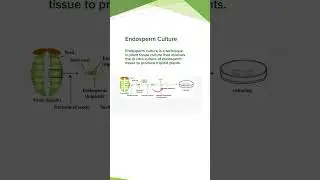 Endosperm Culture| Procedure/Diagram| Plant Tissue Culture |Concepts of Botany