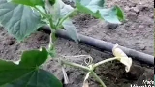 Секрет большого урожая огурцов, 1 часть