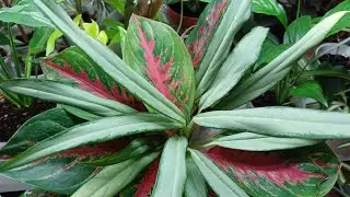 Комнатные растения готовые к посадке🪴 / Рассмотрим корешки 🤨🌿😀