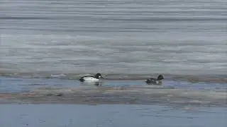 Утки гоголь.  Брачные игры и полеты